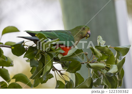 A colourful, friendly, and vibrant Australian King Parrot 122330382