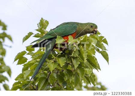 A colourful, friendly, and vibrant Australian King Parrot A colourful, friendly, and vibrant Australian King Parrot 122330388