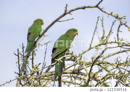 A colourful, friendly, and vibrant Australian King Parrot 122330516