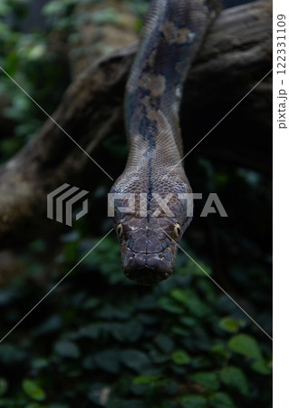 Close up of a burmese python on ground 122331109