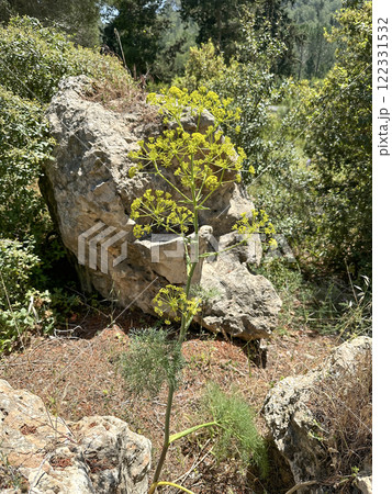 Blooming giant fennel (lat.- ferula communis) in a man-made forest Blooming giant fennel (lat.- ferula communis) in a man-made forest 122331532