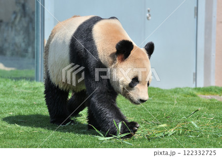 お散歩中の永明 122332725