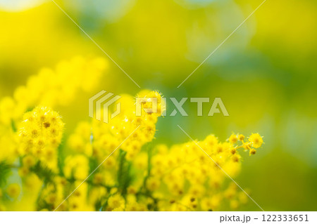 【花素材】ミモザの花と青空【愛知県】 122333651