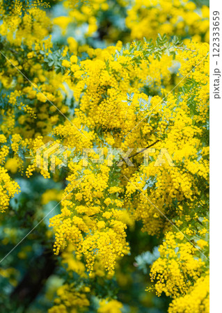 【花素材】ミモザの花と青空【愛知県】 122333659