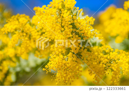 【花素材】ミモザの花と青空【愛知県】 122333661