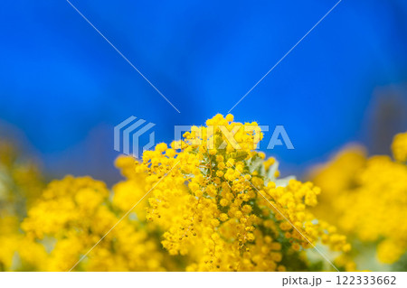 【花素材】ミモザの花と青空【愛知県】 122333662