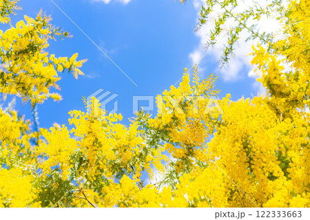 【花素材】ミモザの花と青空【愛知県】 【花素材】ミモザの花と青空【愛知県】 122333663