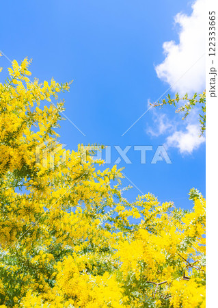 【花素材】ミモザの花と青空【愛知県】 122333665