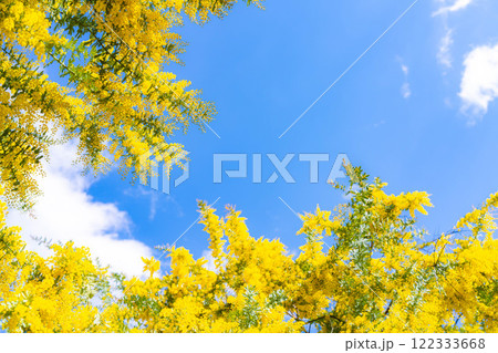 【花素材】ミモザの花と青空【愛知県】 【花素材】ミモザの花と青空【愛知県】 122333668