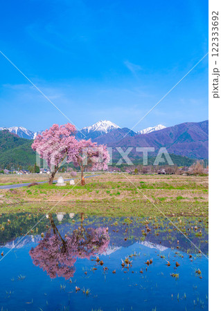 【桜素材】安曇野市春の原風景・常念道祖神の桜【長野県】 【桜素材】安曇野市春の原風景・常念道祖神の桜【長野県】 122333692