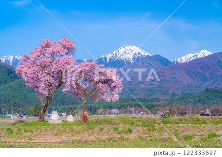 【桜素材】安曇野市春の原風景・常念道祖神の桜【長野県】 122333697