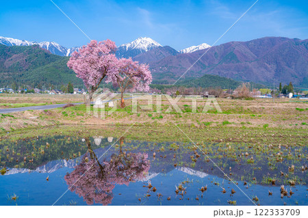 【桜素材】安曇野市春の原風景・常念道祖神の桜【長野県】 122333709