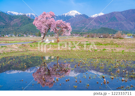 【桜素材】安曇野市春の原風景・常念道祖神の桜【長野県】 122333711