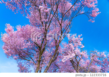 【桜素材】安曇野市春の原風景・常念道祖神の桜【長野県】 122333716