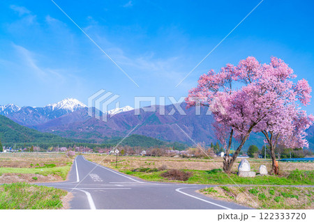【桜素材】安曇野市春の原風景・常念道祖神の桜【長野県】 【桜素材】安曇野市春の原風景・常念道祖神の桜【長野県】 122333720