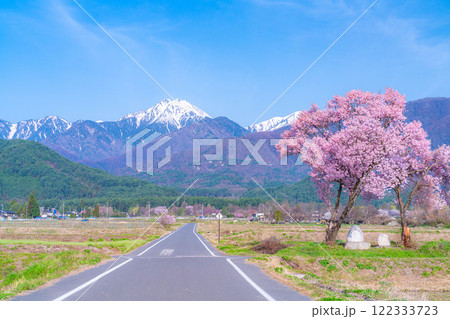 【桜素材】安曇野市春の原風景・常念道祖神の桜【長野県】 【桜素材】安曇野市春の原風景・常念道祖神の桜【長野県】 122333723