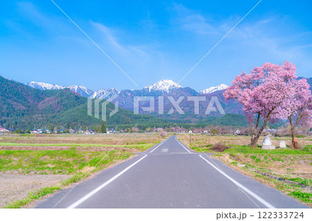 【桜素材】安曇野市春の原風景・常念道祖神の桜【長野県】 122333724