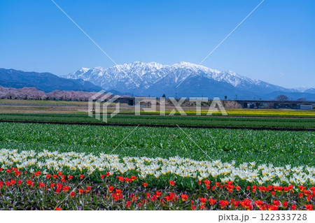 【春の風景】あさひ舟川・春の四重奏【富山県】 122333728