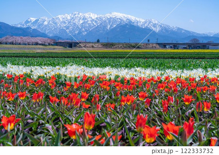 【春の風景】あさひ舟川・春の四重奏【富山県】 122333732