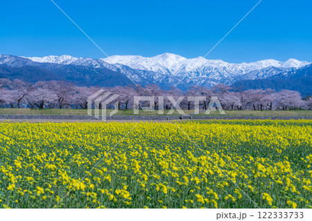 【春の風景】あさひ舟川・春の四重奏【富山県】 122333733