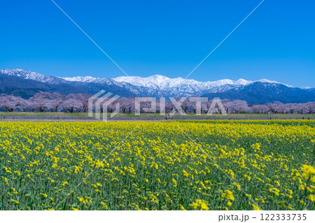 【春の風景】あさひ舟川・春の四重奏【富山県】 122333735