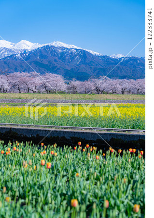 【春の風景】あさひ舟川・春の四重奏【富山県】 122333741