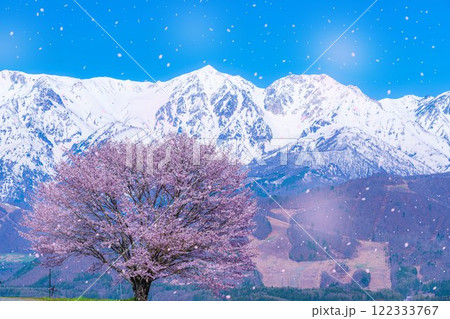 【桜吹雪素材】野平地区の一本桜と冠雪した北アルプス【長野県】 122333767