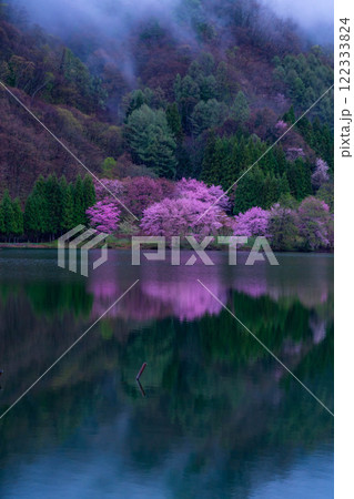 【桜素材】霧の中綱湖のオオヤマザクラ【長野県】 【桜素材】霧の中綱湖のオオヤマザクラ【長野県】 122333824