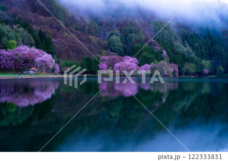 【桜素材】霧の中綱湖のオオヤマザクラ【長野県】 【桜素材】霧の中綱湖のオオヤマザクラ【長野県】 122333831