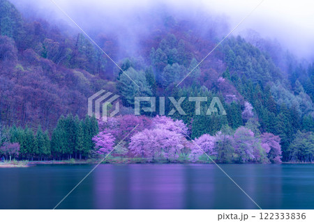 【桜素材】霧の中綱湖のオオヤマザクラ【長野県】 【桜素材】霧の中綱湖のオオヤマザクラ【長野県】 122333836