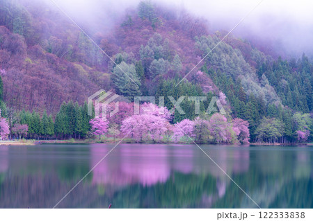 【桜素材】霧の中綱湖のオオヤマザクラ【長野県】 122333838