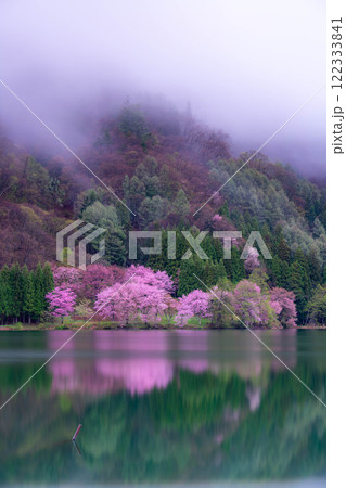 【桜素材】霧の中綱湖のオオヤマザクラ【長野県】 【桜素材】霧の中綱湖のオオヤマザクラ【長野県】 122333841