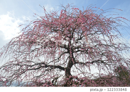 鈴鹿の森庭園 鈴鹿の森庭園 122333848