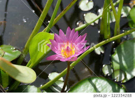 Blooming nymphea closeup (Lat. - nymphaea) 122334288