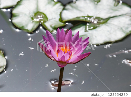 Blooming nymphea closeup (Lat. - nymphaea) 122334289