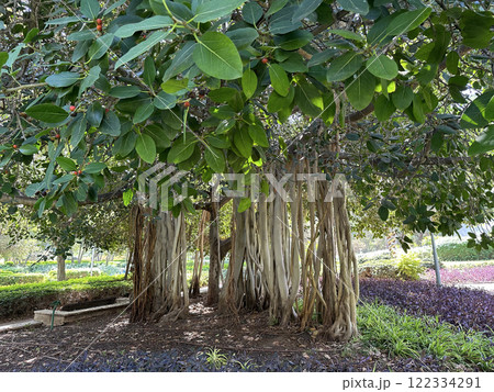 Ficus indica or Indian banyan (lat.- Ficus benghalensis) 122334291