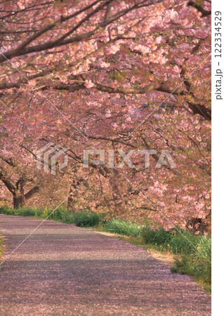 河津桜のある道 122334529