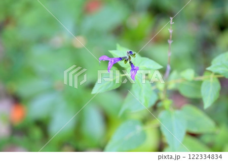 サルビアの花 グァラニティカ サルビアの花 グァラニティカ 122334834