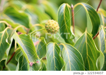 可愛い　ヤマボウシの実 122334837