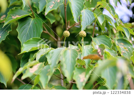 可愛い ヤマボウシの実 可愛い ヤマボウシの実 122334838
