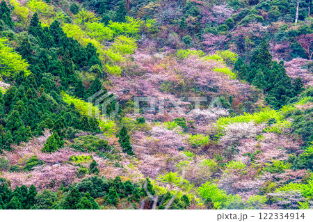 杉山に新緑と山桜　神が宿る山　洋上アルプス屋久島 122334914