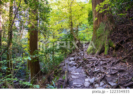 高尾山 琵琶滝コース(6号路) 登山道 第一の橋から第二の橋へ 11月下旬 高尾山 琵琶滝コース(6号路) 登山道 第一の橋から第二の橋へ 11月下旬 122334935