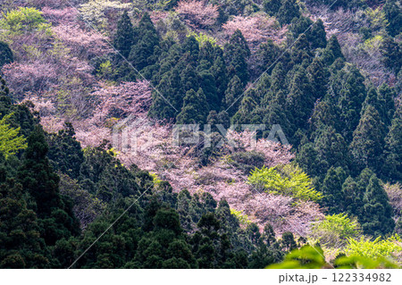 屋久島洋上アルプスの春(3月)新緑若葉・山桜に映える杉山 122334982