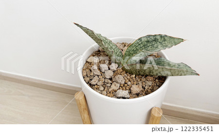 Sansevieria silver blue in white flower pot at bedroom 122335451
