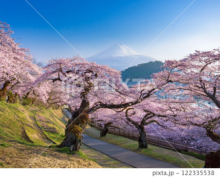 富士山と桜 122335538