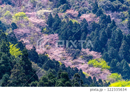新緑と山桜 神が宿る山 洋上アルプス屋久島 新緑と山桜 神が宿る山 洋上アルプス屋久島 122335634