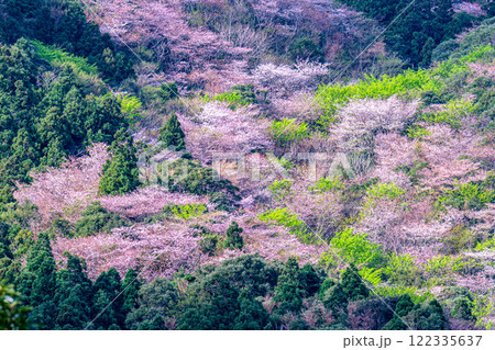 屋久島洋上アルプスの春(3月)杉山に映える新緑若葉と山桜 122335637