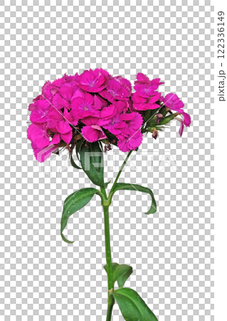 Dianthus barbatus Parzival Lancelot pink flower Dianthus barbatus Parzival Lancelot pink flower 122336149