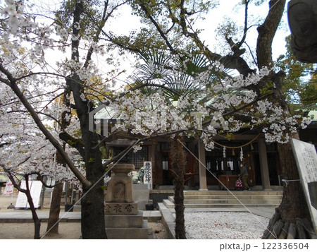 高津宮のサクラ 122336504