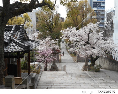 高津宮のサクラ 122336515